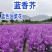 蓝香芥种子四季种易活开花不断多年生兰花种室外耐寒蓝色油菜