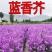 蓝香芥种子四季种易活开花不断多年生兰花种室外耐寒蓝色油菜