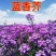 蓝香芥种子四季种易活开花不断多年生兰花种室外耐寒蓝色油菜