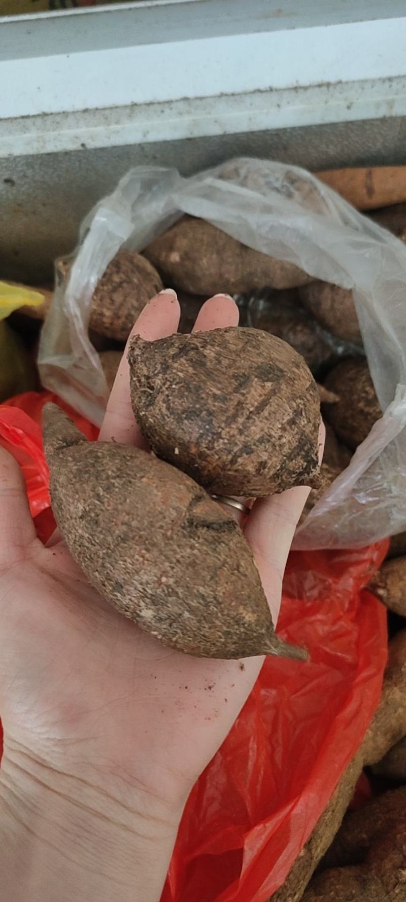 广西野生黑牛牛大力，石山牛大力