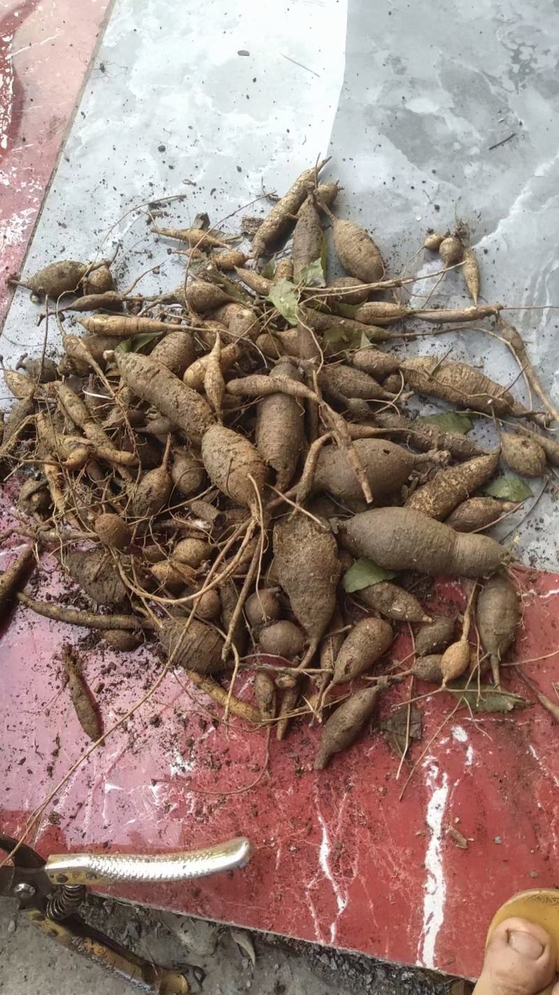 广西野生黑牛牛大力，石山牛大力