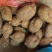 广西野生黑牛牛大力，石山牛大力