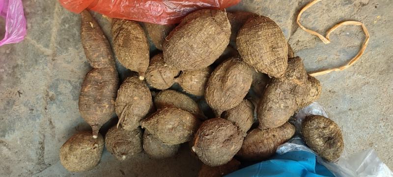 广西野生黑牛牛大力，石山牛大力