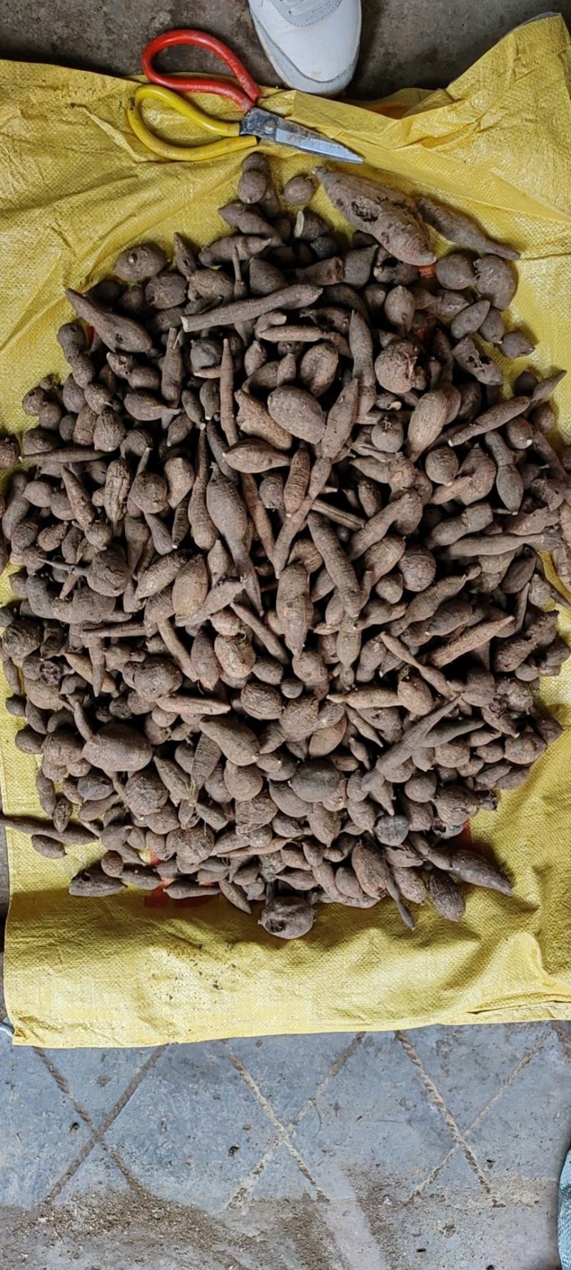 广西野生黑牛牛大力，石山牛大力