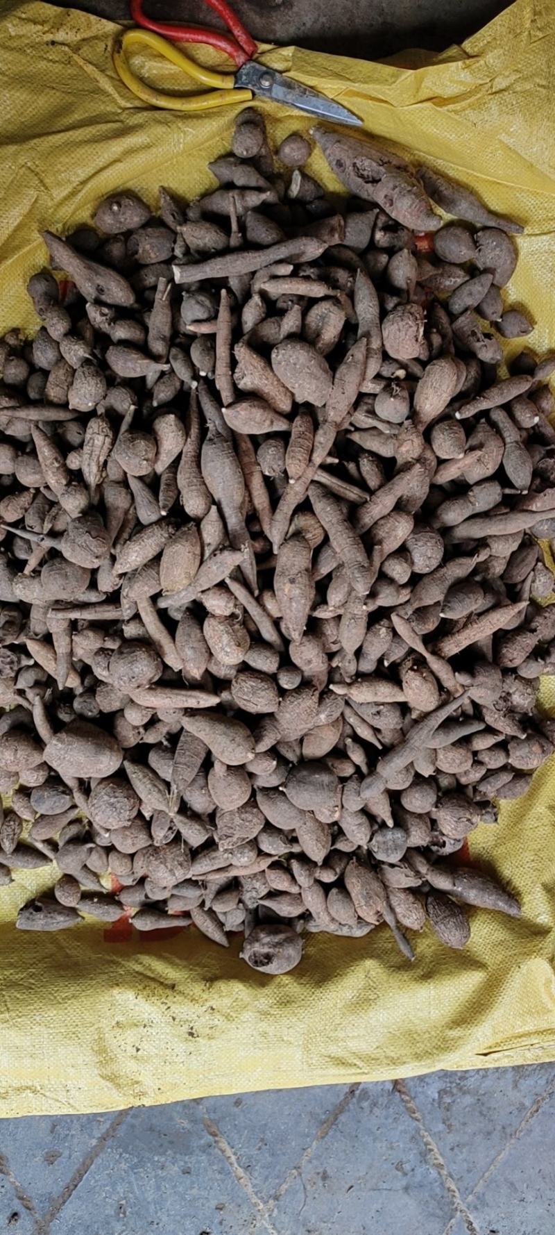 广西野生黑牛牛大力，石山牛大力