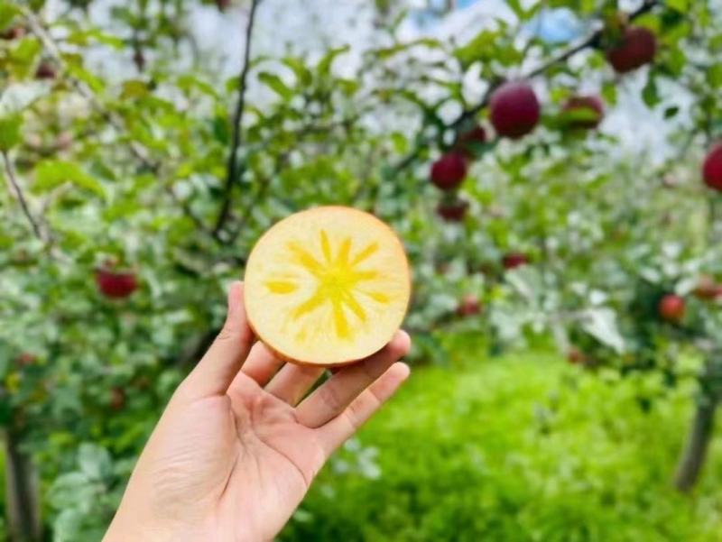昭通苹果