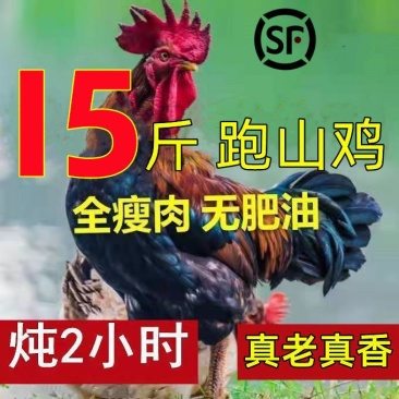 【散养三年老公鸡】农村散养老公鸡现杀新鲜鸡肉走地鸡柴鸡