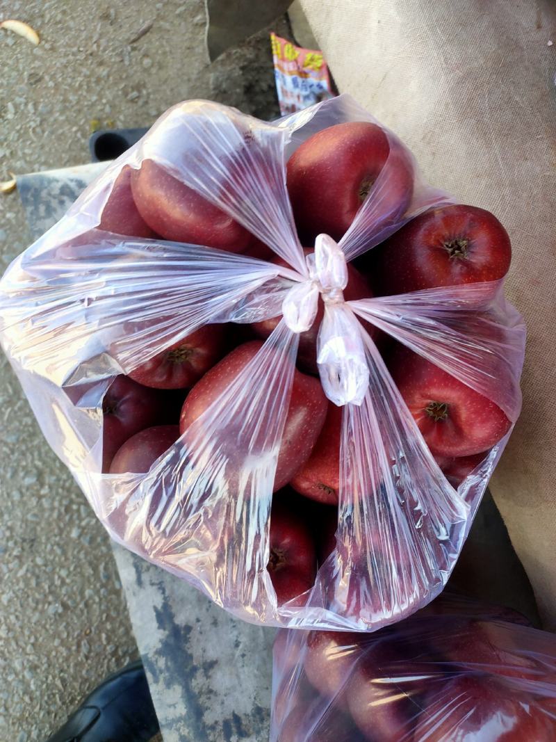 昭通苹果