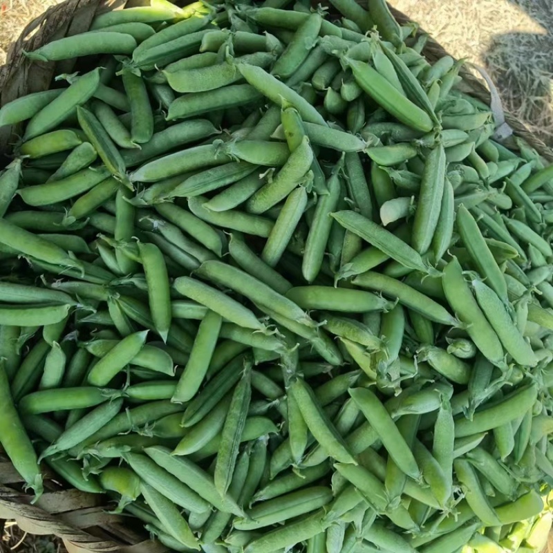 四川白豌豆精品大白豌豆管青豌豆粒粒饱满商超：四川堂诚农业