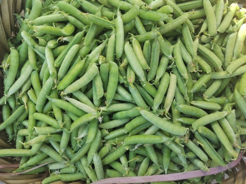四川白豌豆精品大白豌豆管青豌豆粒粒饱满商超：四川堂诚农业