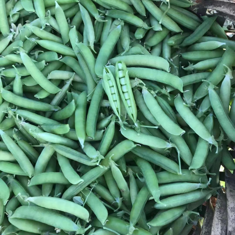 四川白豌豆精品大白豌豆管青豌豆粒粒饱满商超：四川堂诚农业