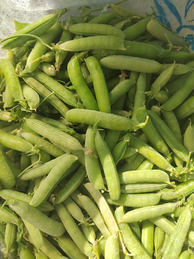 四川白豌豆精品大白豌豆管青豌豆粒粒饱满商超：四川堂诚农业