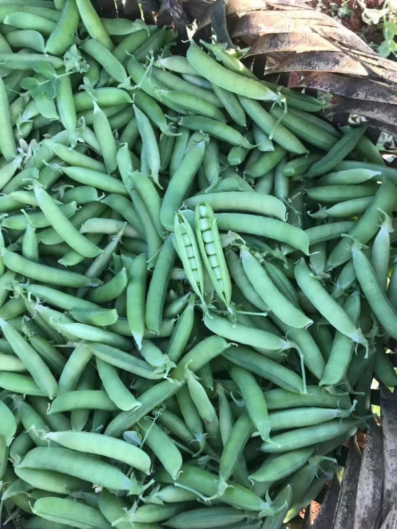 四川白豌豆精品大白豌豆管青豌豆粒粒饱满商超：四川堂诚农业