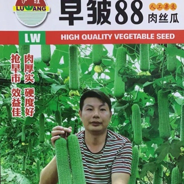 【皱皮丝瓜种子】早皱88早熟结果节位低长度30厘米大皱皮