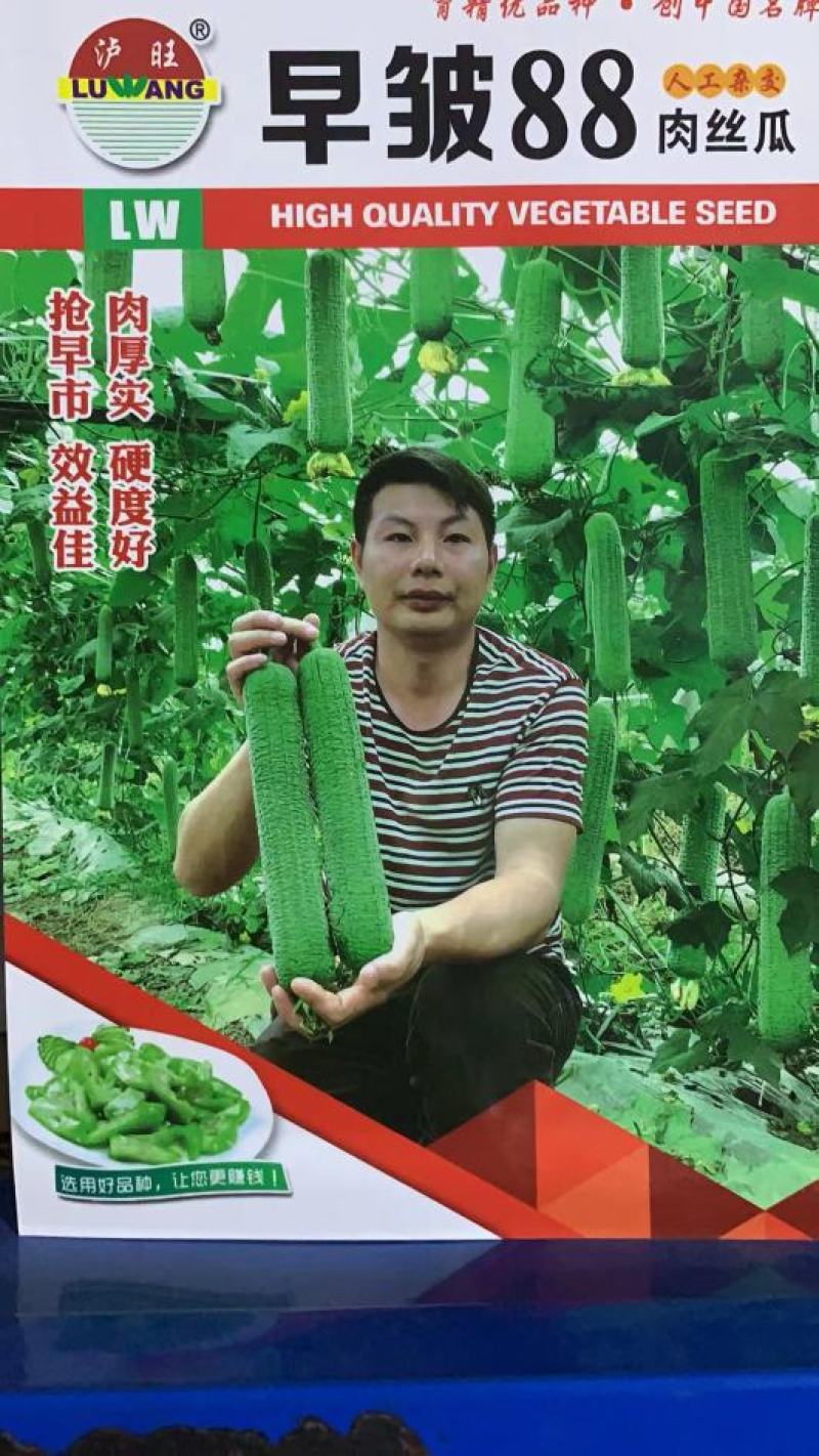 【皱皮丝瓜种子】早皱88早熟结果节位低长度30厘米大皱皮