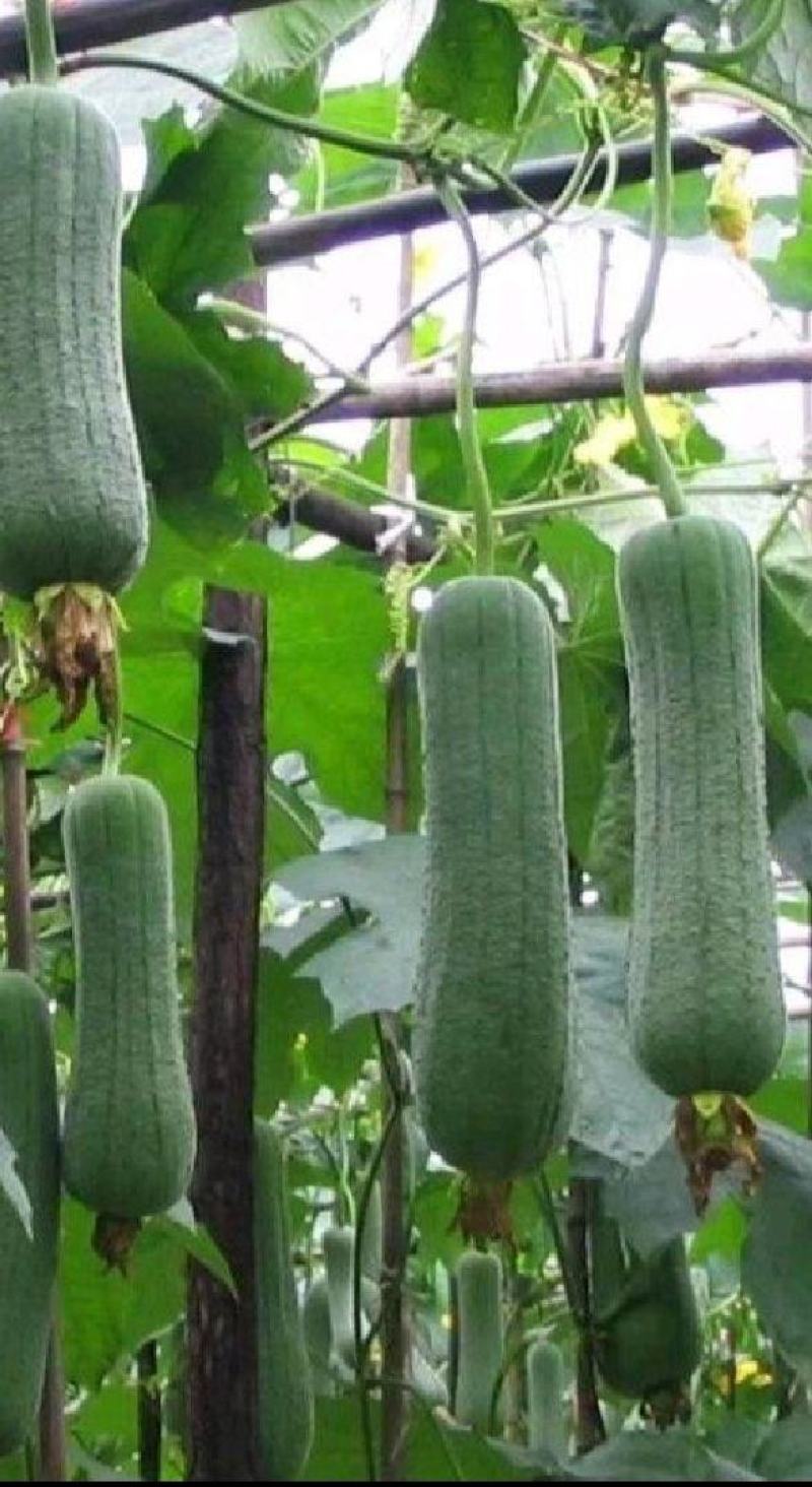 【皱皮丝瓜种子】早皱88早熟结果节位低长度30厘米大皱皮