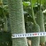 【皱皮丝瓜种子】早皱88早熟结果节位低长度30厘米大皱皮