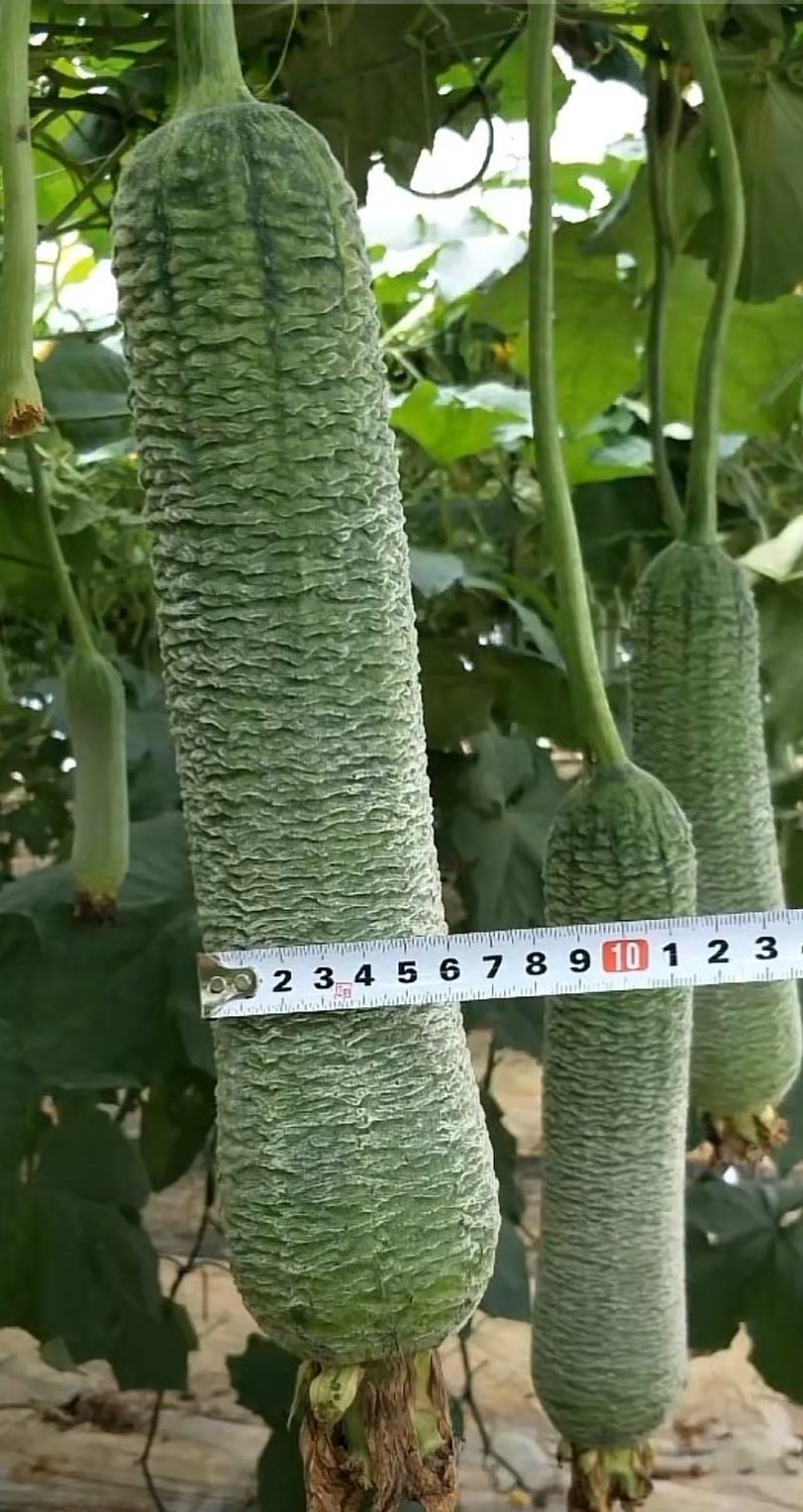 【皱皮丝瓜种子】早皱88早熟结果节位低长度30厘米大皱皮