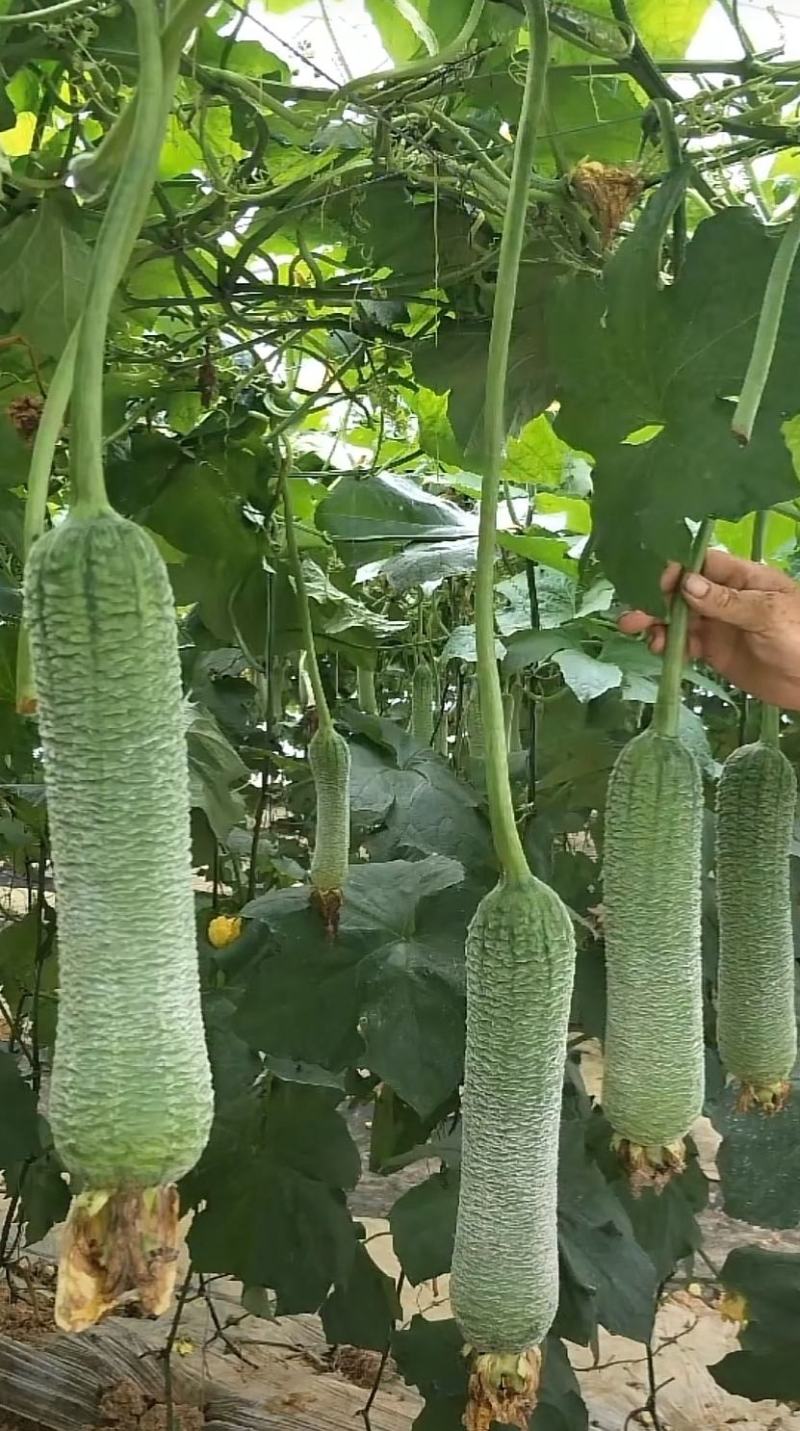 【皱皮丝瓜种子】早皱88早熟结果节位低长度30厘米大皱皮