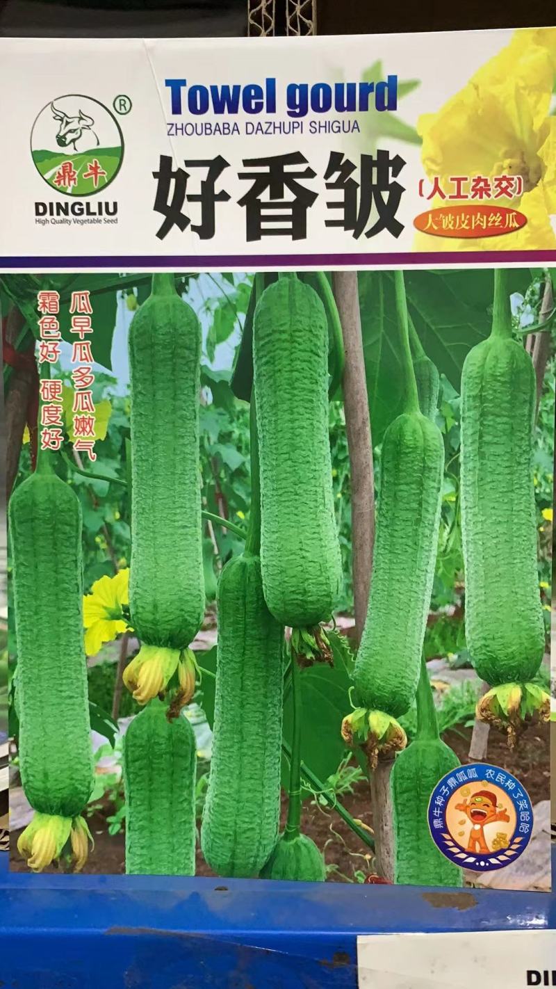 【皱皮丝瓜种子】早皱88早熟结果节位低长度30厘米大皱皮