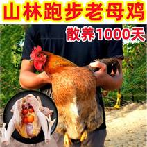正宗老母鸡土鸡现杀老母鸡3年土鸡散养农村农家鸡肉整鸡生鲜