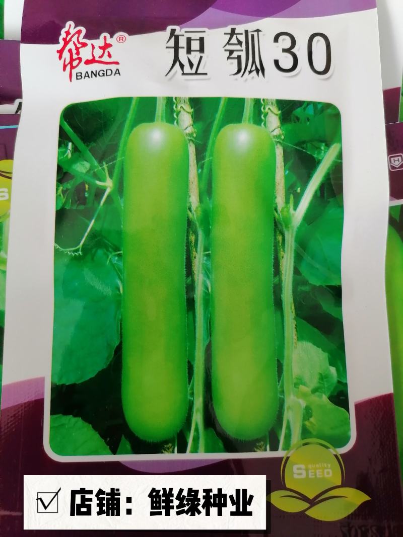 帮达青玉瓠瓜杂交一代早熟肉质紧实品质佳抗病优