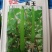 帮达青玉瓠瓜杂交一代早熟肉质紧实品质佳抗病优