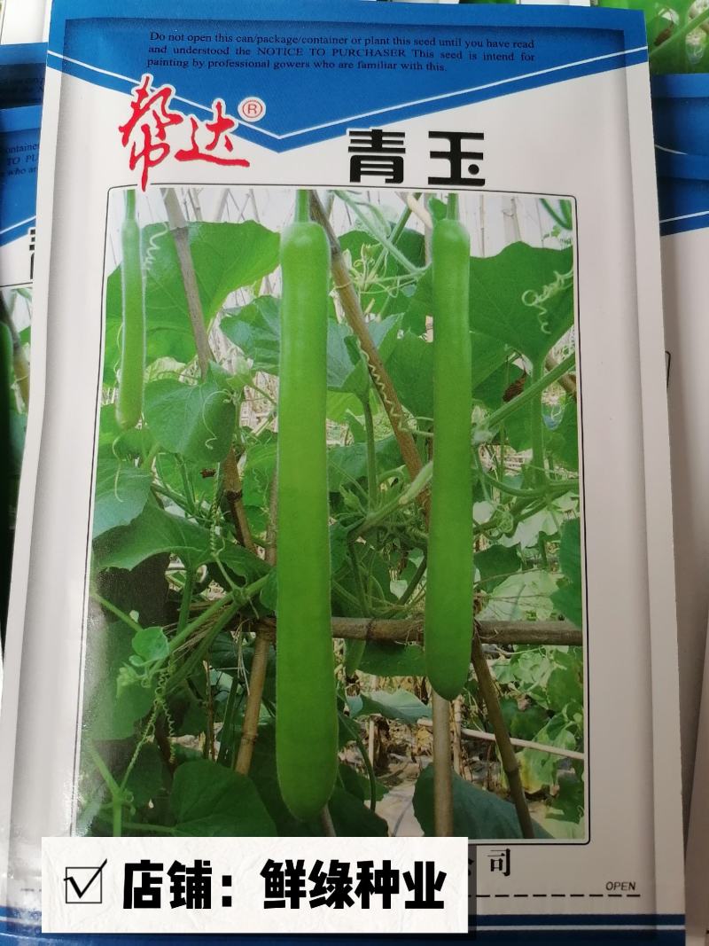 帮达青玉瓠瓜杂交一代早熟肉质紧实品质佳抗病优