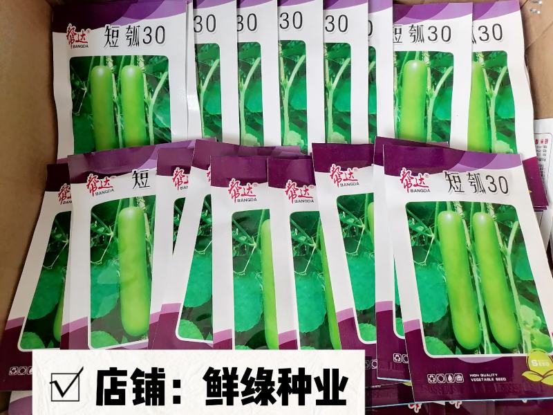 帮达青玉瓠瓜杂交一代早熟肉质紧实品质佳抗病优