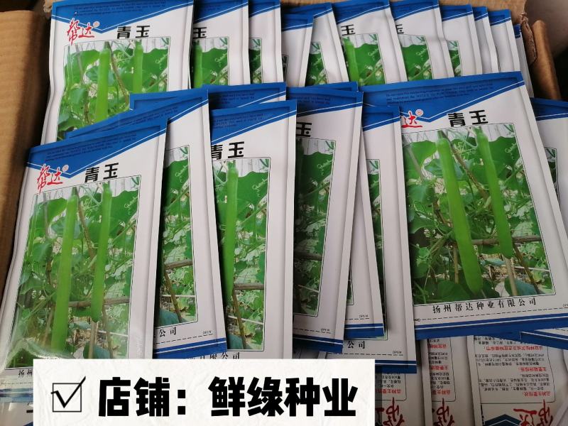 帮达青玉瓠瓜杂交一代早熟肉质紧实品质佳抗病优