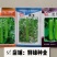 帮达青玉瓠瓜杂交一代早熟肉质紧实品质佳抗病优