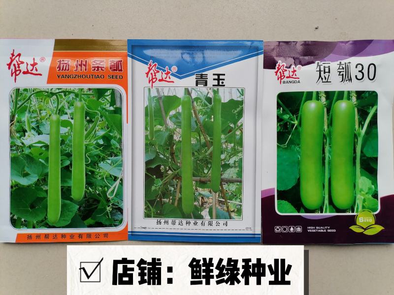 帮达青玉瓠瓜杂交一代早熟肉质紧实品质佳抗病优