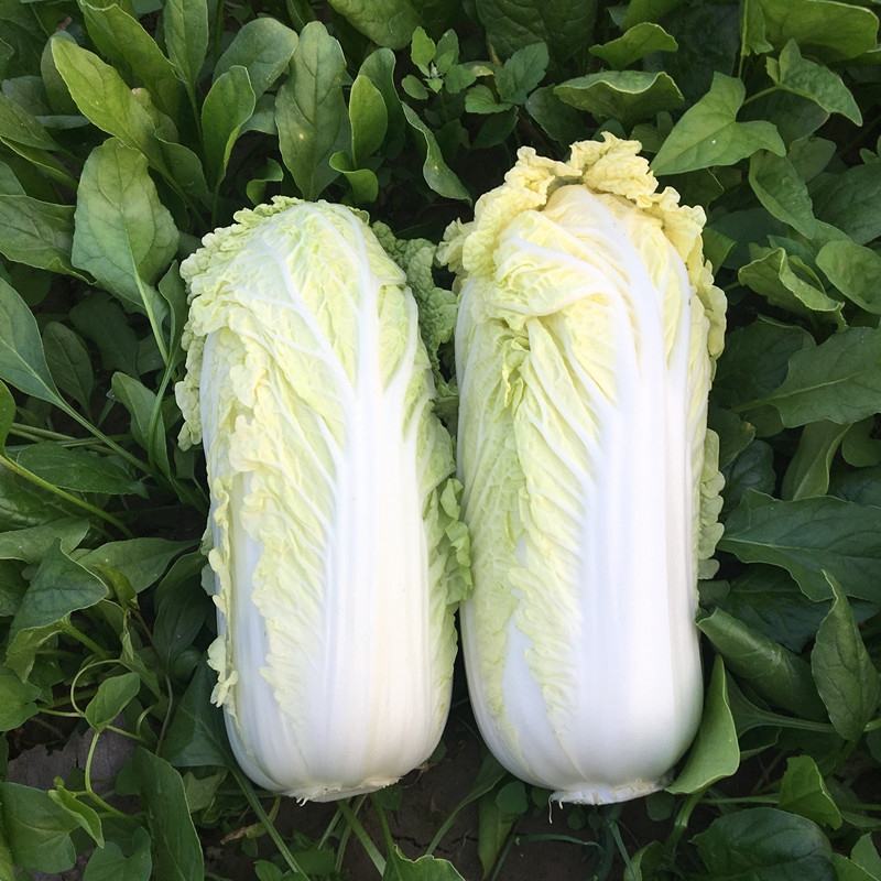 河南娃娃菜大量上市提供一条龙服务欢迎来电