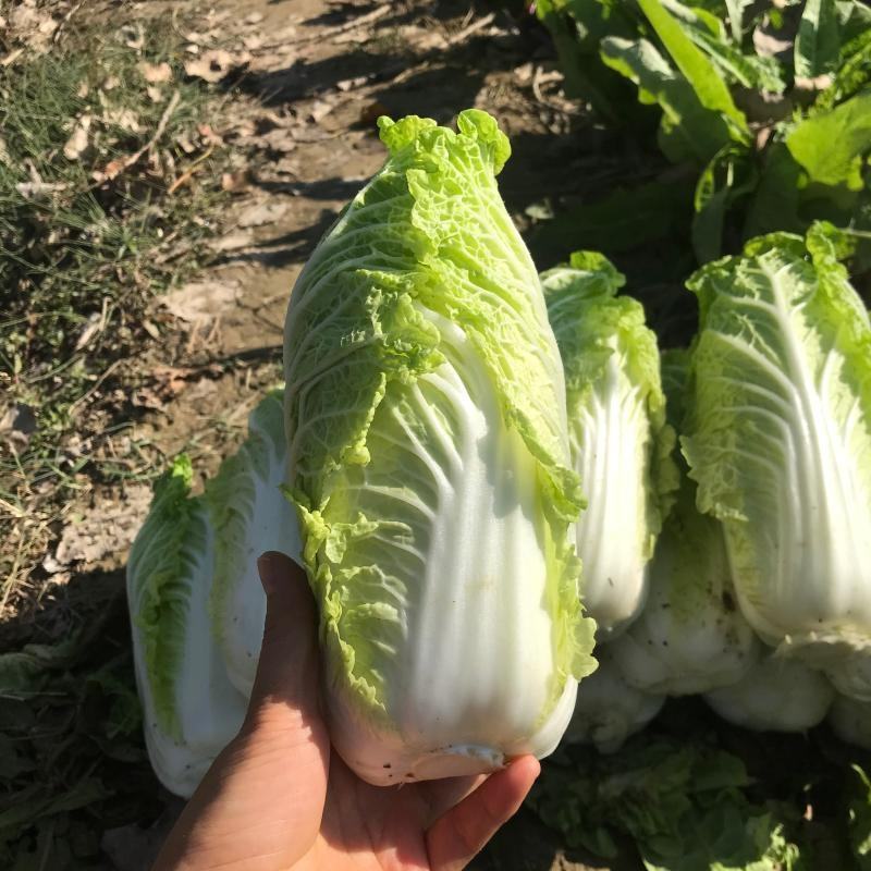 河南娃娃菜大量上市提供一条龙服务欢迎来电