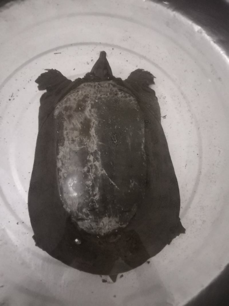 外塘甲鱼