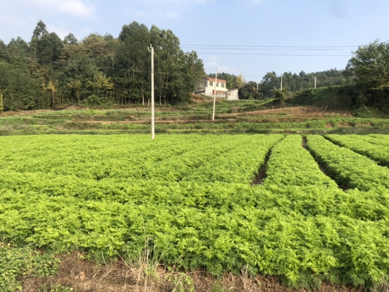 川芎种子