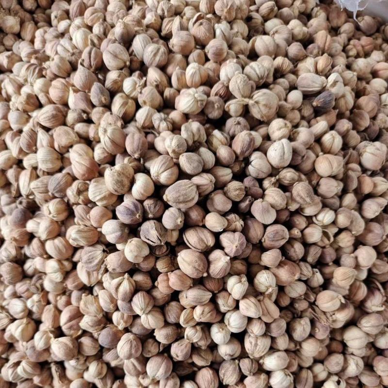 【不满意包退】5斤起批白扣白豆蔻白叩香辛料中药材