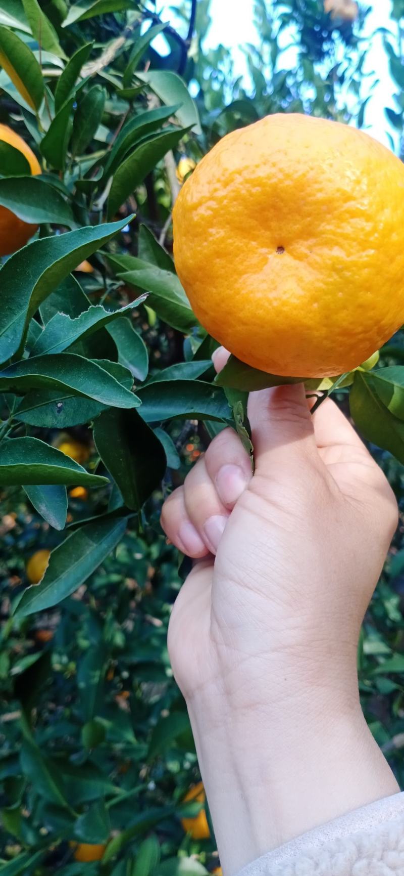 湖北椪柑芦柑大量上市果面干净果肉细腻多汁纯甜对接全国客商