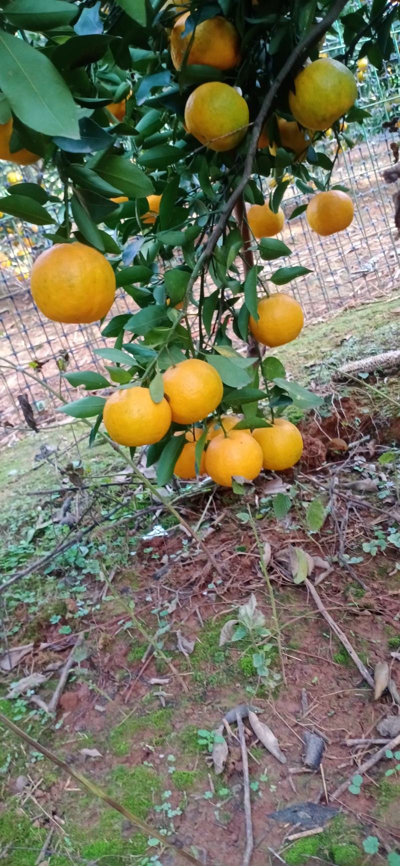 湖北椪柑芦柑大量上市果面干净果肉细腻多汁纯甜对接全国客商
