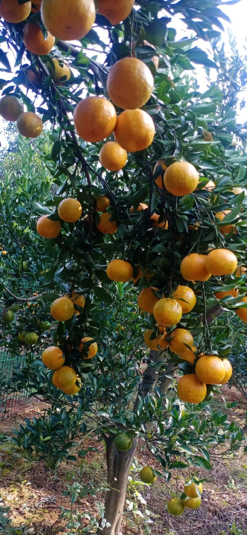 湖北椪柑芦柑大量上市果面干净果肉细腻多汁纯甜对接全国客商