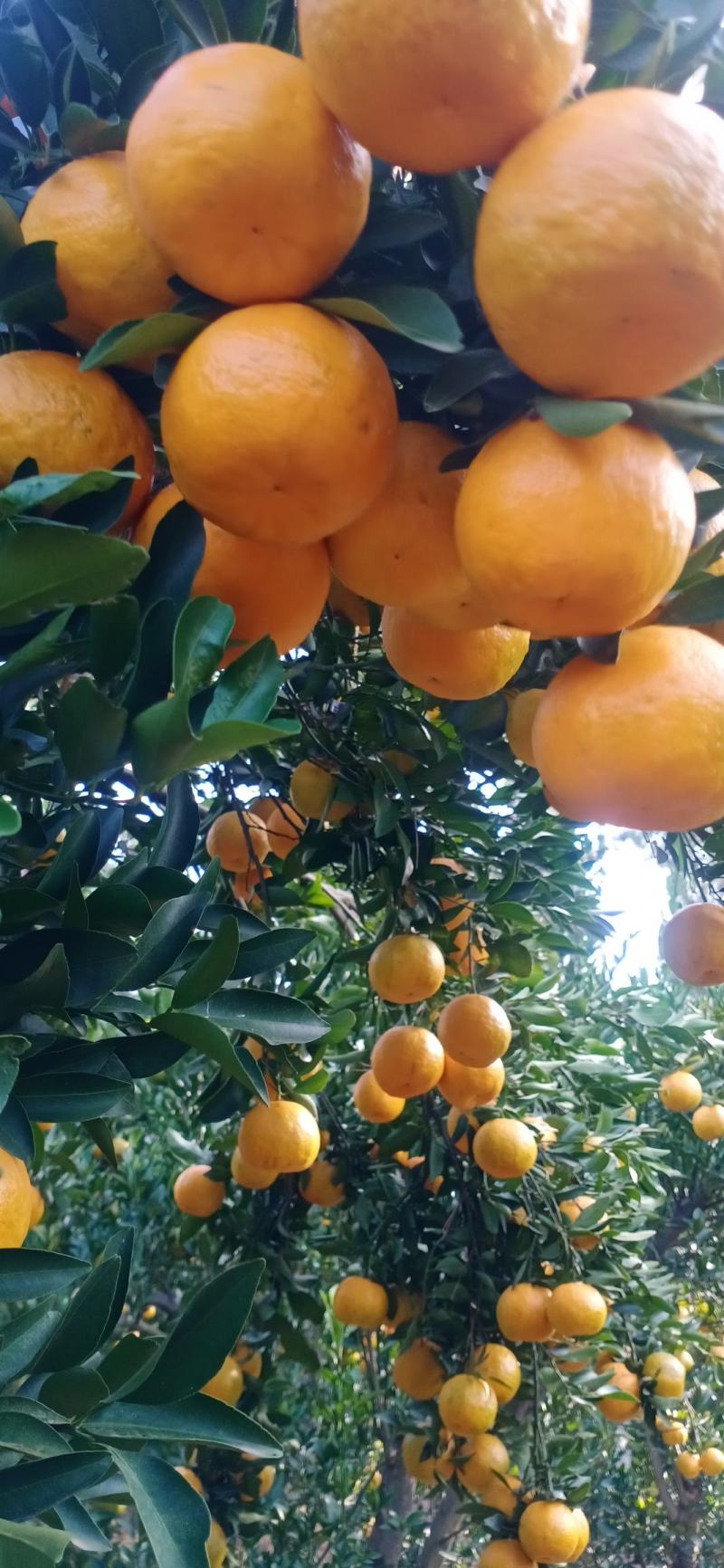 湖北椪柑芦柑大量上市果面干净果肉细腻多汁纯甜对接全国客商