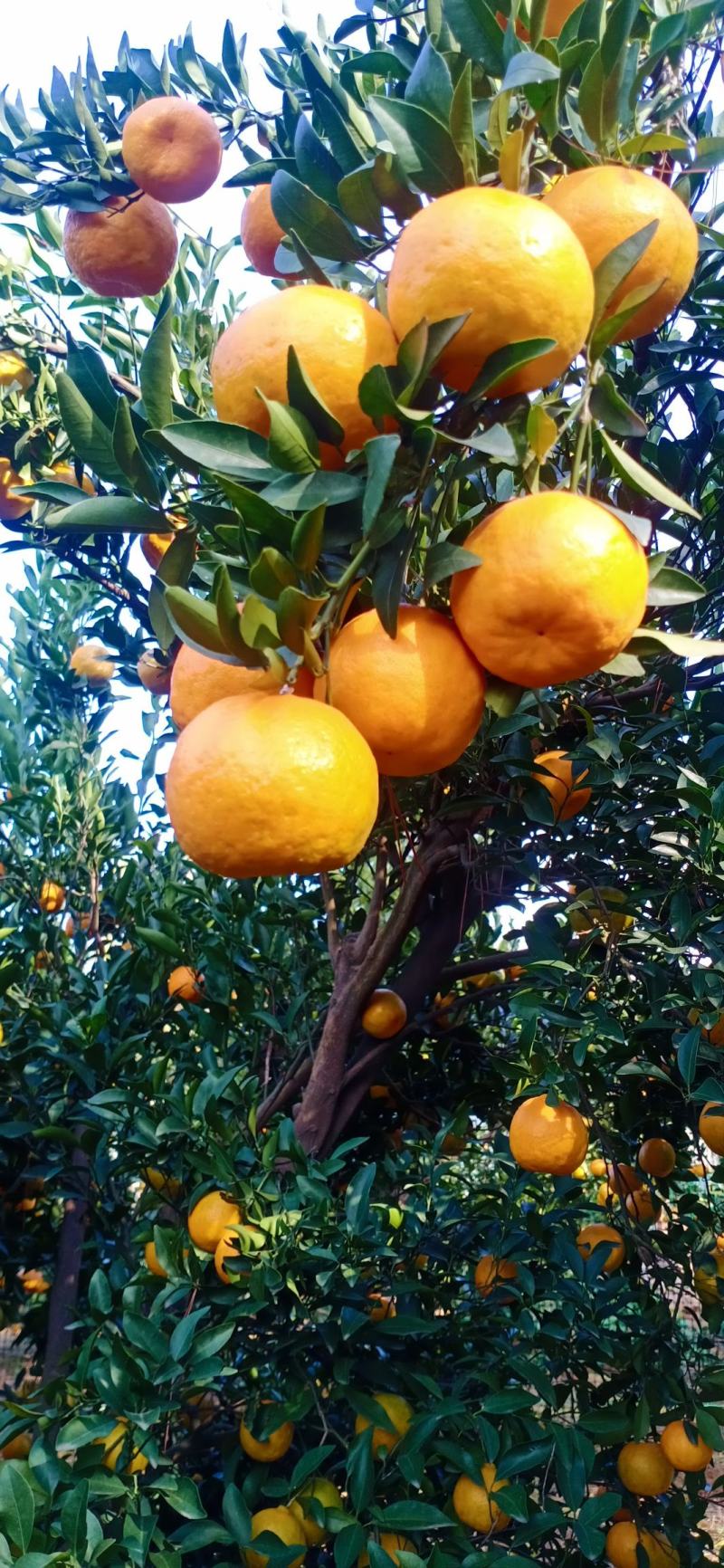 湖北椪柑芦柑大量上市果面干净果肉细腻多汁纯甜对接全国客商