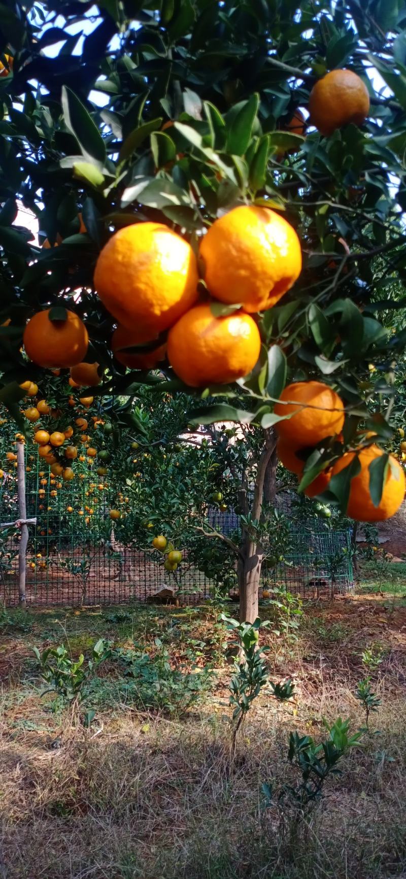 湖北椪柑芦柑大量上市果面干净果肉细腻多汁纯甜对接全国客商