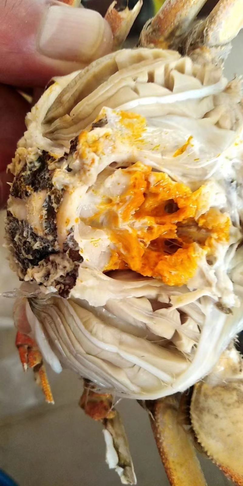洪湖精品本地蟹残公3公到4公（下单之前请先咨询）
