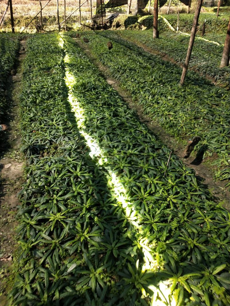 白背草，自家种植，绿水青山好品质，吸收大自然营养长大。