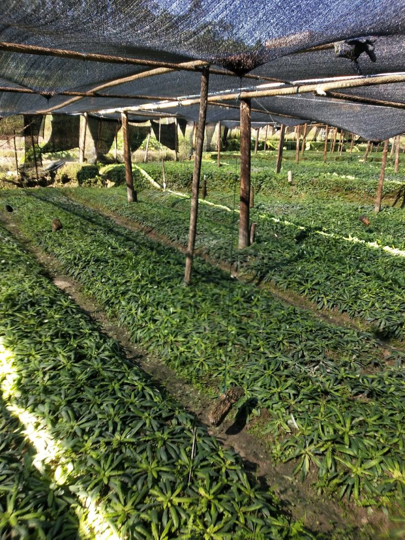 白背草，自家种植，绿水青山好品质，吸收大自然营养长大。