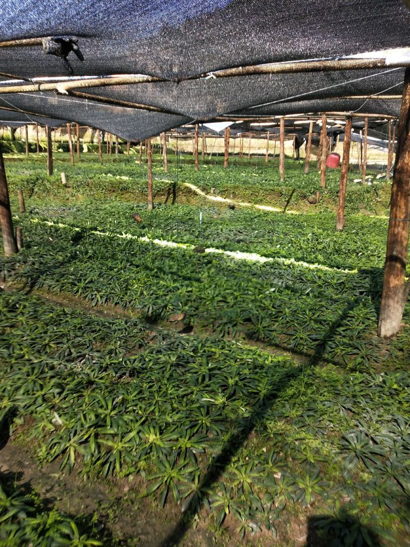 白背草，自家种植，绿水青山好品质，吸收大自然营养长大。