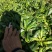 白背草，自家种植，绿水青山好品质，吸收大自然营养长大。