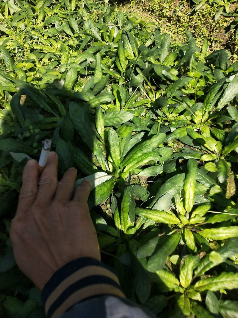 白背草，自家种植，绿水青山好品质，吸收大自然营养长大。