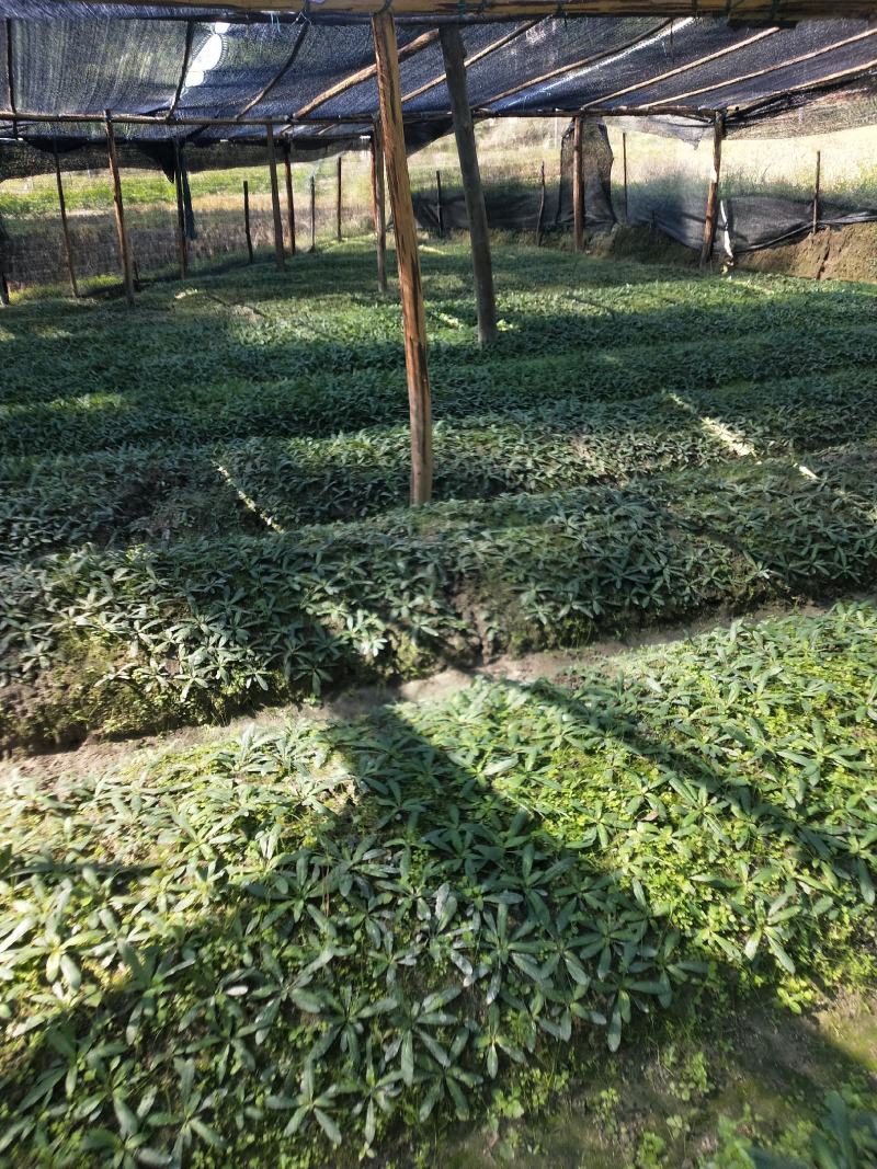 白背草，自家种植，绿水青山好品质，吸收大自然营养长大。